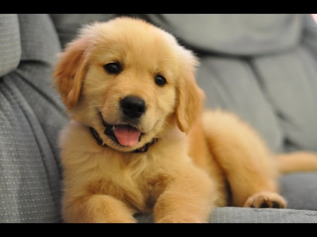 Image of golden retriver posted on 2023-02-10 16:04:10 from Bangalore